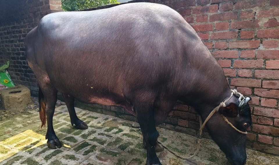 Murrah Buffalo in  UTTAR PRADESH