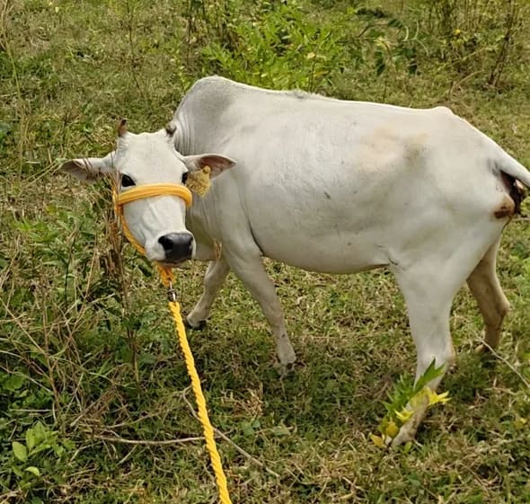 Punganur  Cow P0219 in  ANDHRA PRADESH