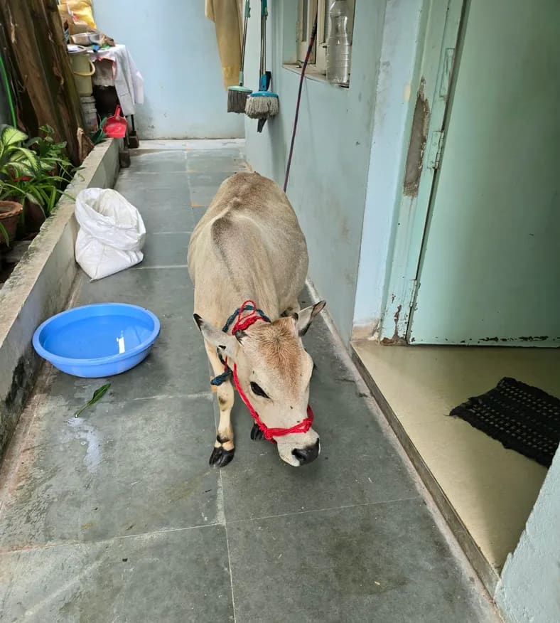 Punganur  Cow in  MAHARASHTRA