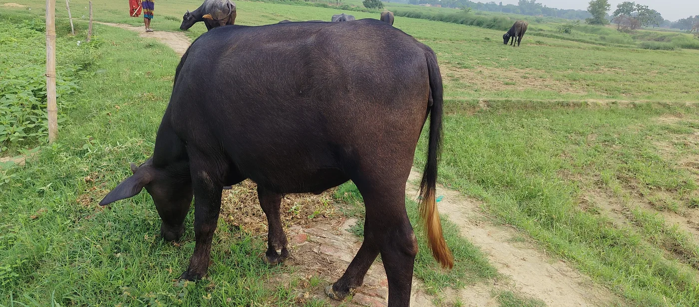 Murrah Buffalo in  UTTAR PRADESH