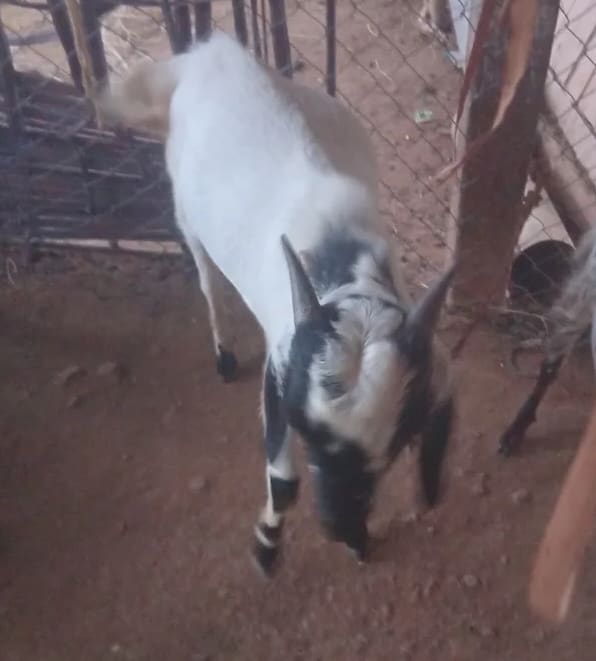 Kota Goat in  TELANGANA
