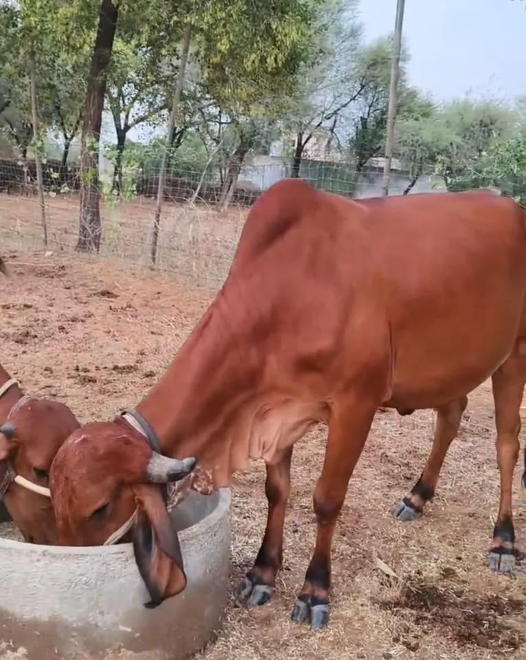 Gir Heifer Cow G2176 in  RAJASTHAN