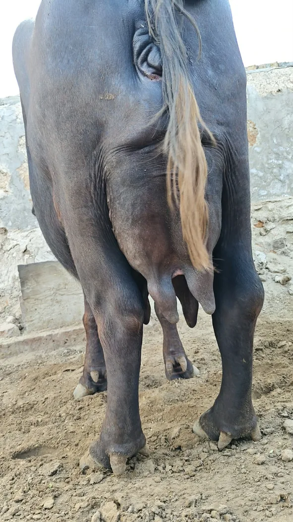 Others Buffalo in  RAJASTHAN