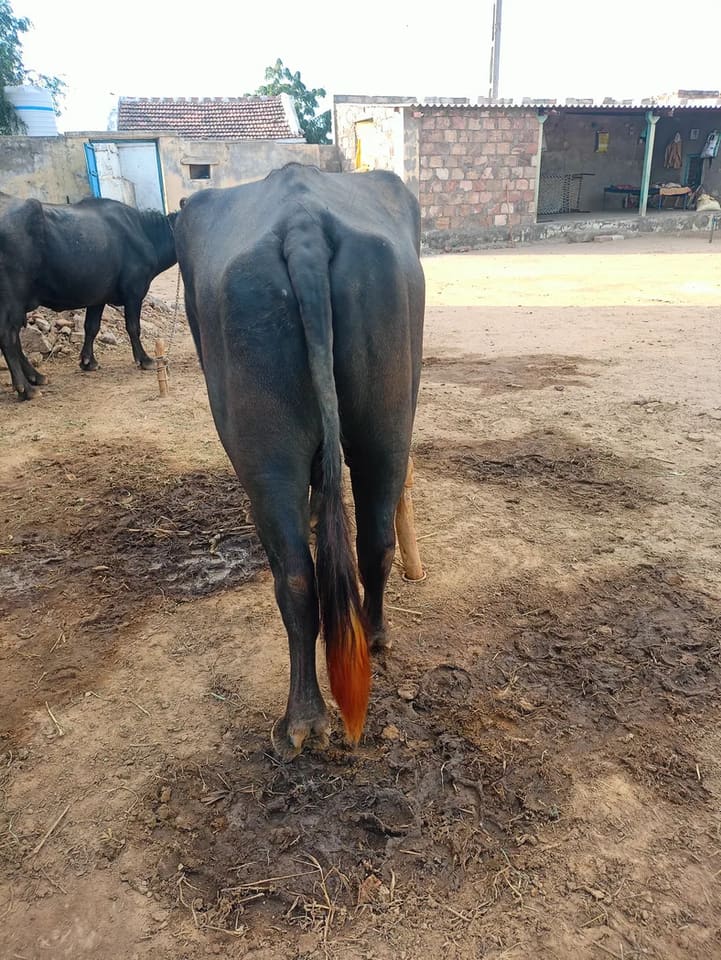 Banni  Buffalo in  GUJARAT