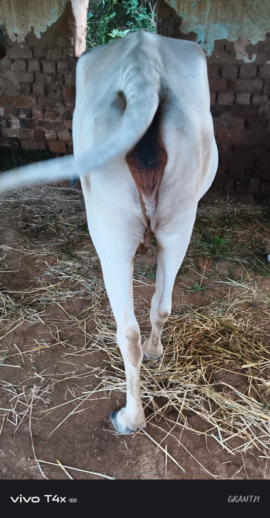 Tharparkar Cow in  MADHYA PRADESH