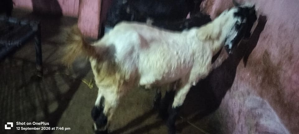 Black Bengal Goat in  GUJARAT