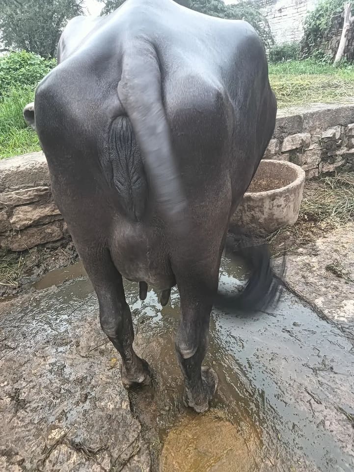 Murrah Buffalo in  MADHYA PRADESH