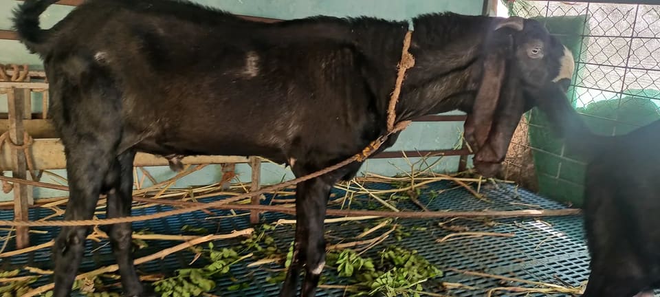 Beetal Goat in  KARNATAKA