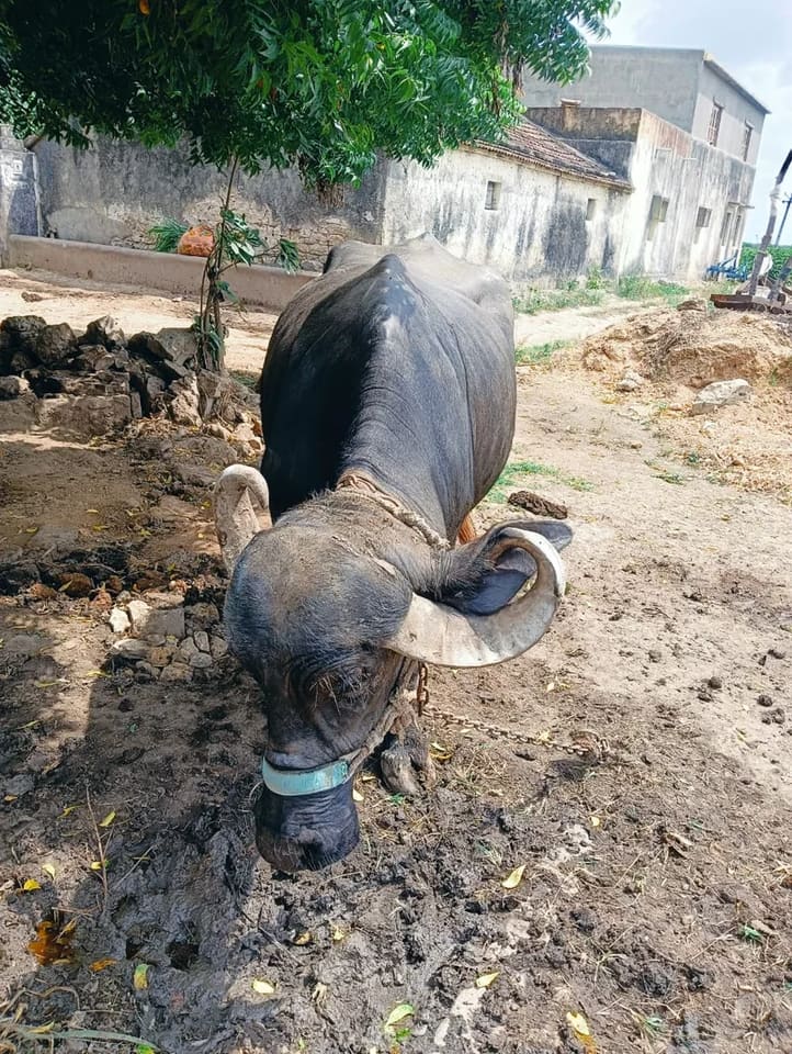 Jafarabadi Buffalo in  GUJARAT