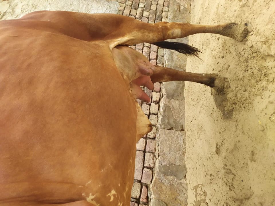 Sahiwal Cow S1916 in  RAJASTHAN
