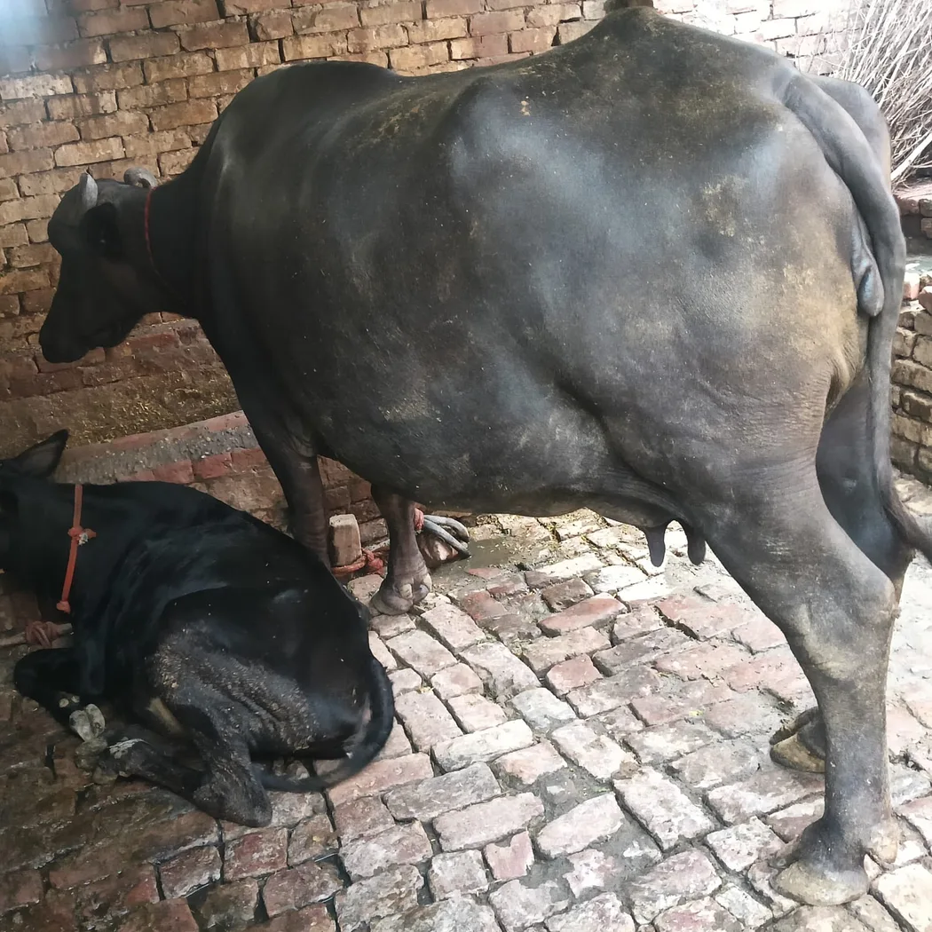 Murrah Buffalo in  UTTAR PRADESH