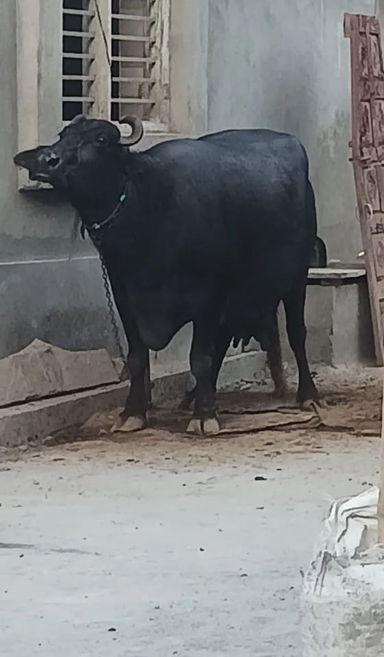 Murrah Buffalo M5213 in  HARYANA