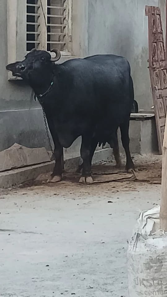 Murrah Buffalo in  HARYANA