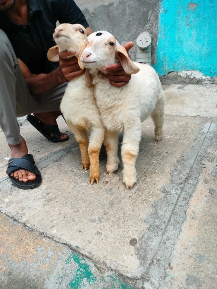 Bannur Sheep in  KARNATAKA