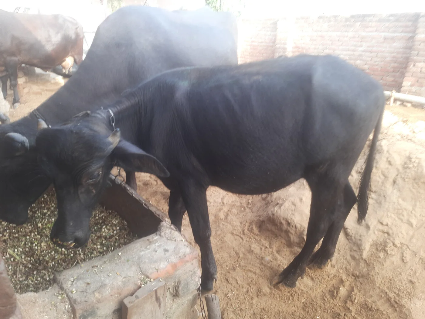 Jafarabadi Buffalo J0489 in  HARYANA