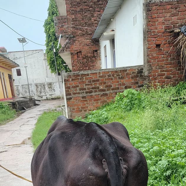 Jersey Cow in  UTTAR PRADESH