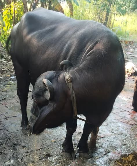 Murrah Buffalo in  UTTAR PRADESH