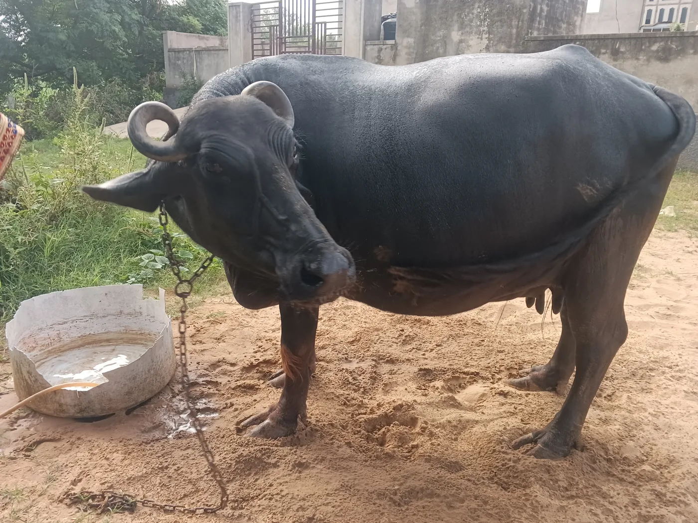 Others Buffalo in RAJASTHAN
