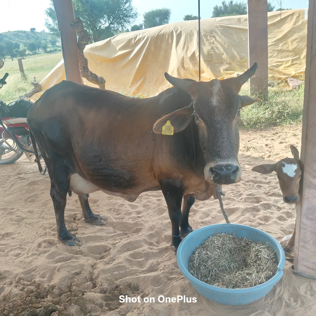 Rathi Cow R0509 in RAJASTHAN
