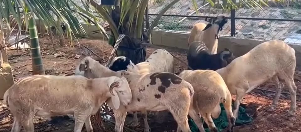 Yelaga Sheep O0101 in  KARNATAKA