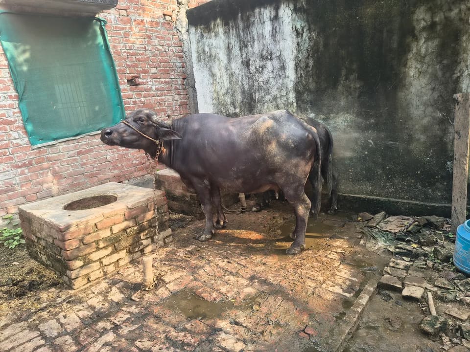 Murrah Buffalo in  UTTAR PRADESH