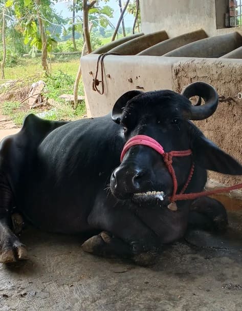 Murrah Buffalo in  MADHYA PRADESH