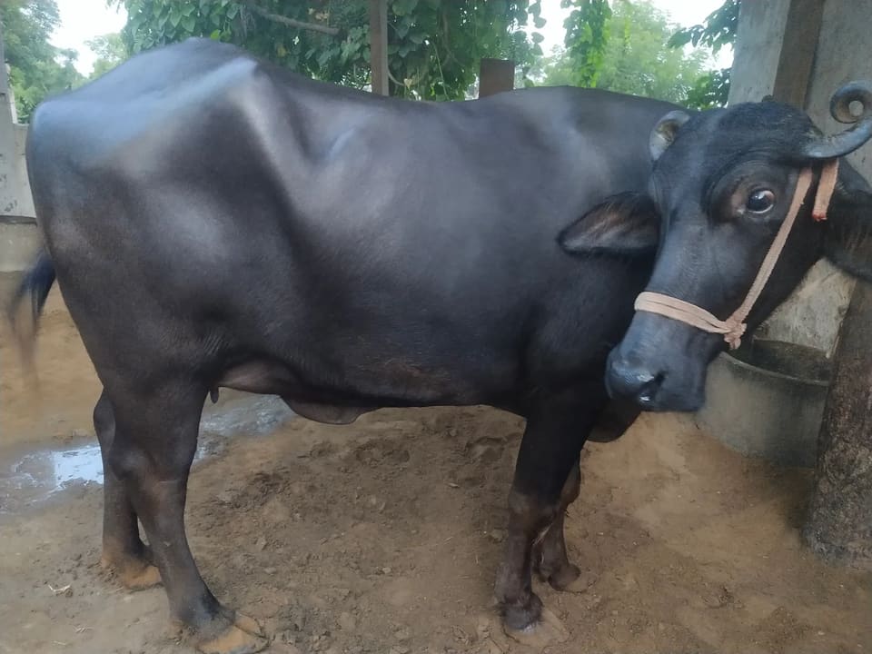 Murrah Buffalo M4721 in  RAJASTHAN
