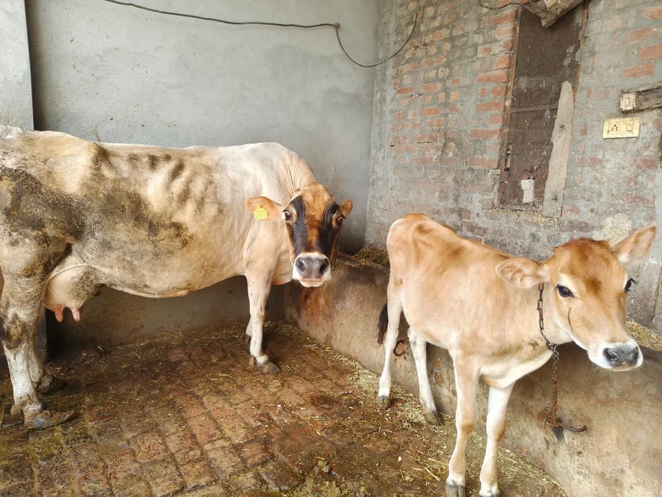 Jersey Cow in  PUNJAB