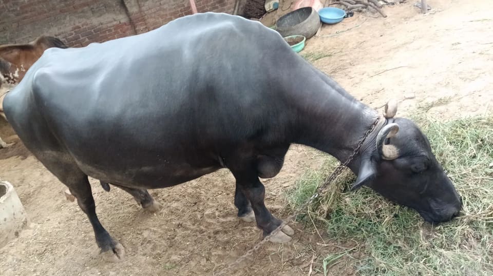 Murrah Buffalo in  RAJASTHAN
