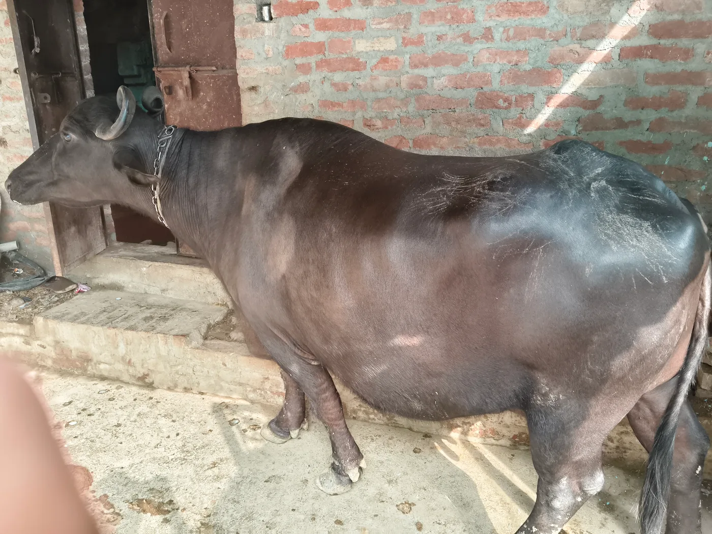 Murrah Buffalo in  UTTAR PRADESH