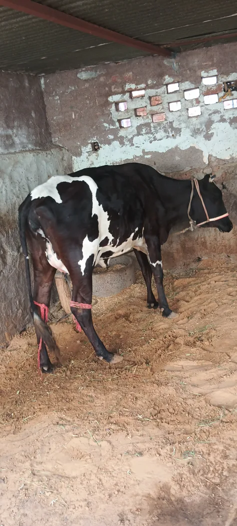 HF Cow in  RAJASTHAN