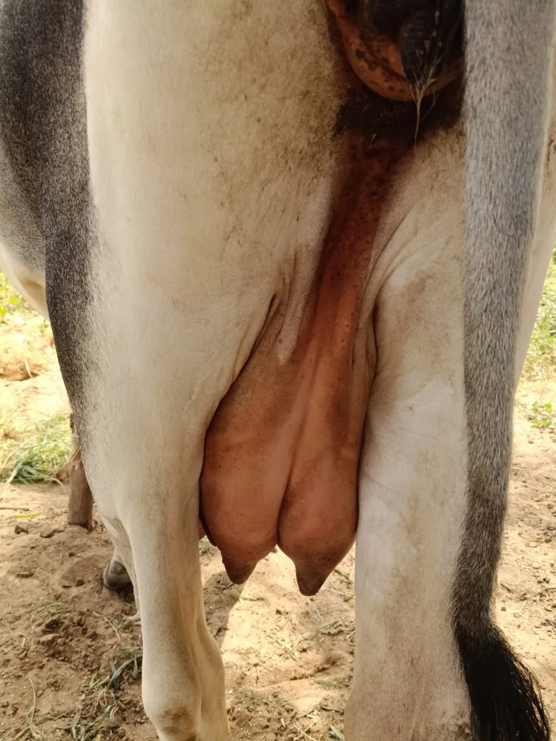 Others Cow in  RAJASTHAN