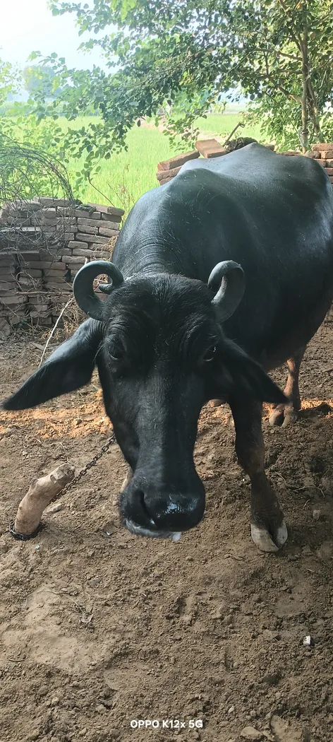 Others Buffalo in  HARYANA