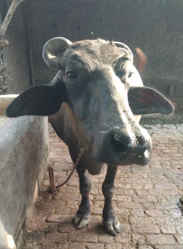 Others Buffalo in  UTTAR PRADESH