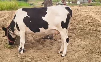 HF Cow in  RAJASTHAN
