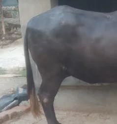 Murrah Buffalo in  UTTAR PRADESH