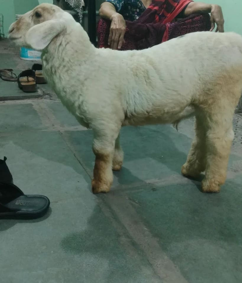 Bannur Sheep in  KARNATAKA