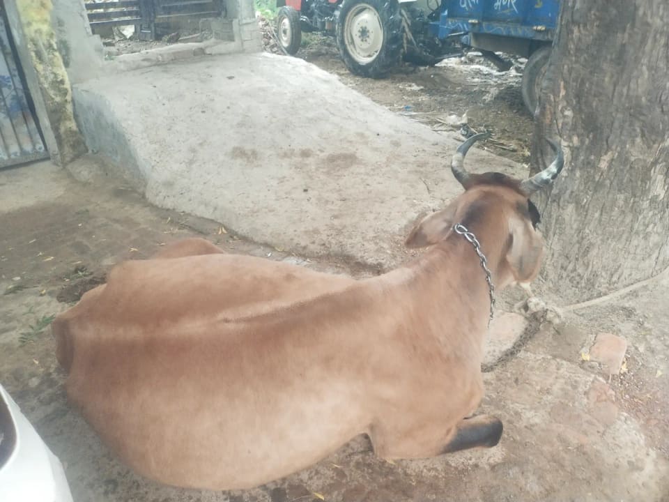 Vechur Cow V0335 in  UTTAR PRADESH