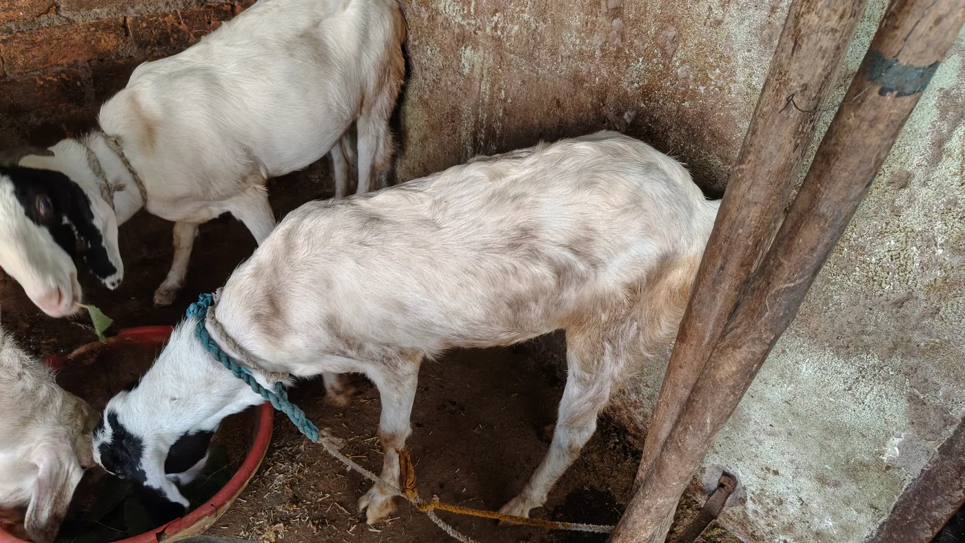 Gavrani Goat O0255 in  MAHARASHTRA