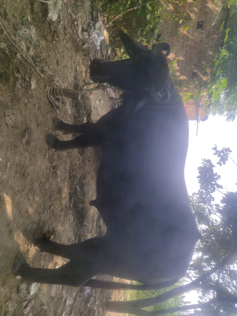 Murra Buffalo bull O0889 in  MADHYA PRADESH