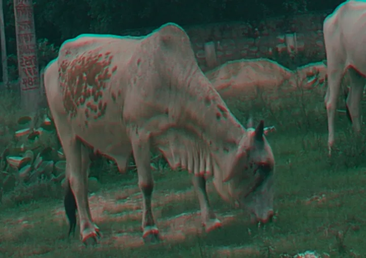 Rathi Cow R0535 in  RAJASTHAN