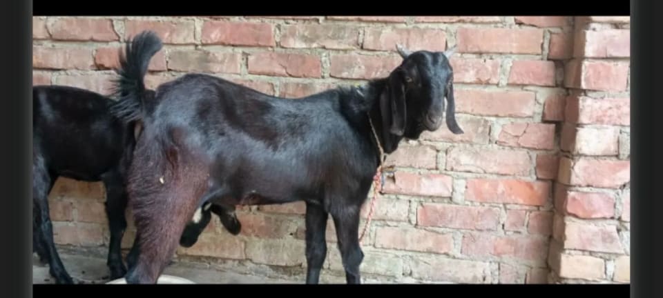 Beetal Goat B0522 in  UTTAR PRADESH
