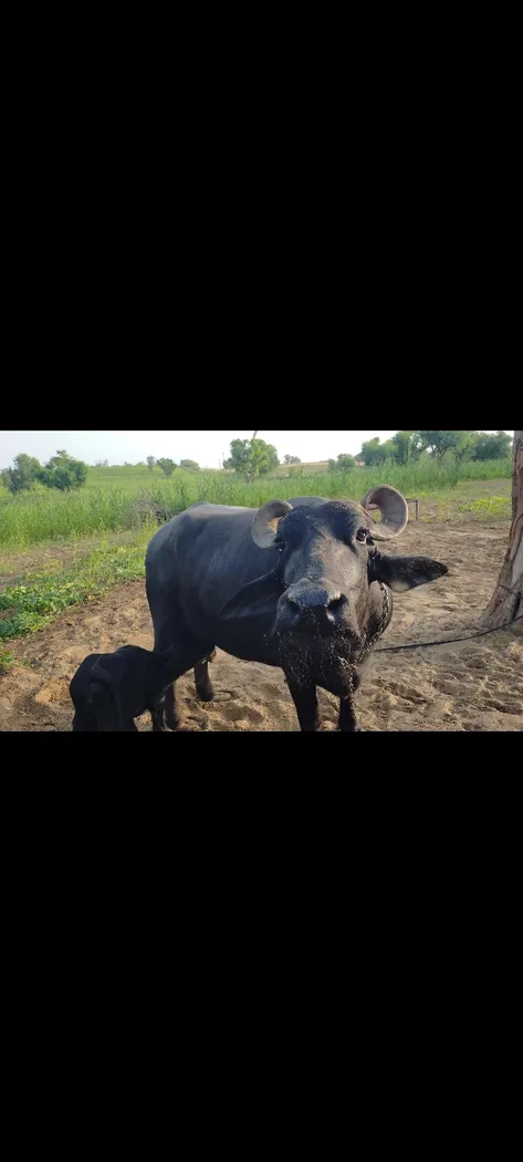 Others Buffalo in RAJASTHAN