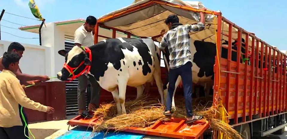 HF Cow in  MAHARASHTRA