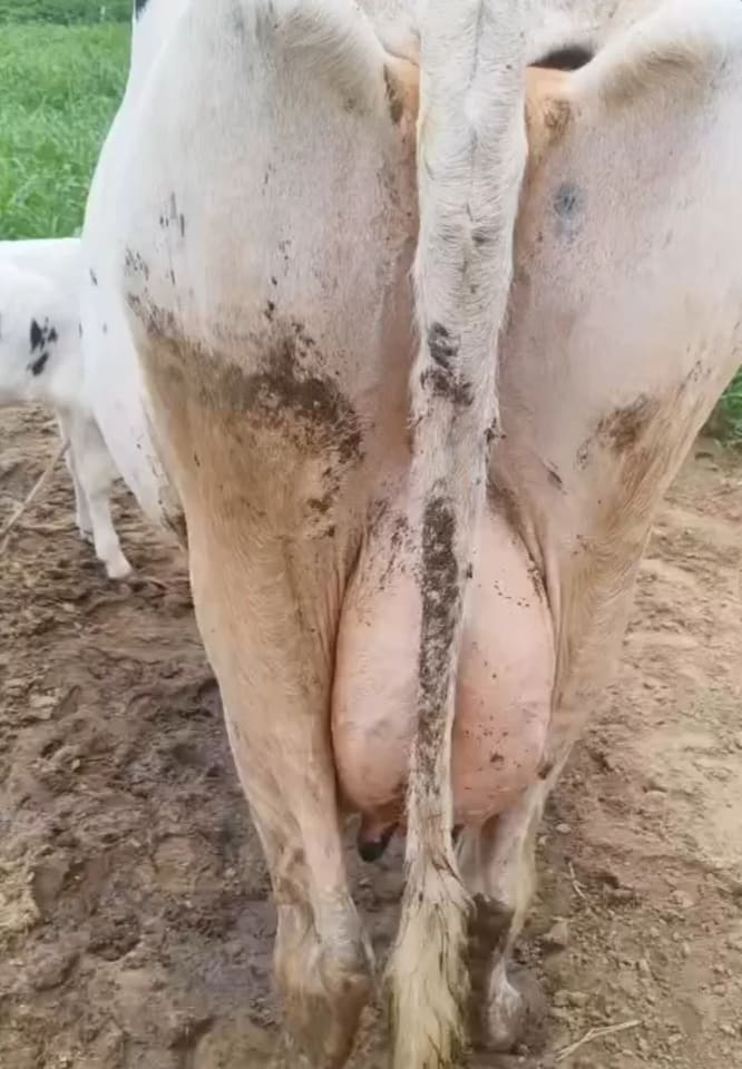HF Cow in  RAJASTHAN