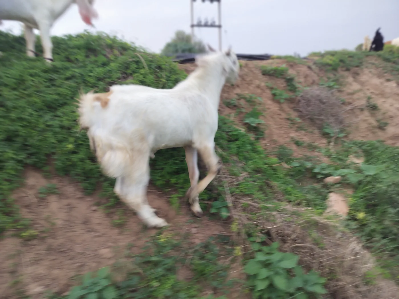 Sojat Goat S0332 in RAJASTHAN