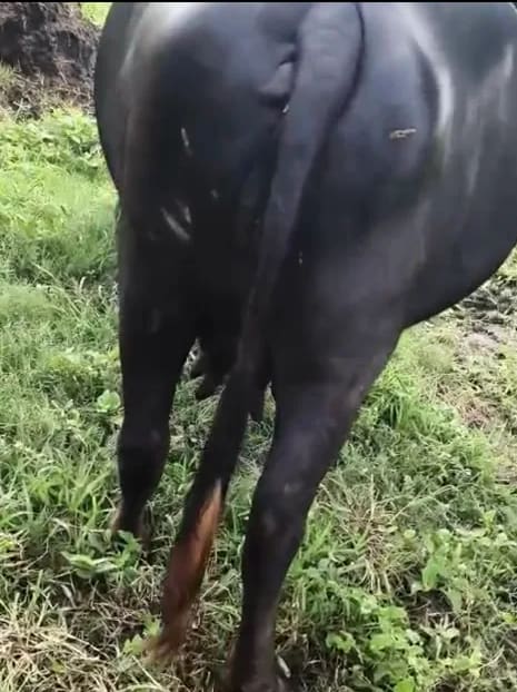 Murrah Buffalo in  UTTAR PRADESH