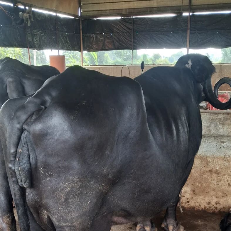 Jafarabadi Buffalo J0472 in  MADHYA PRADESH