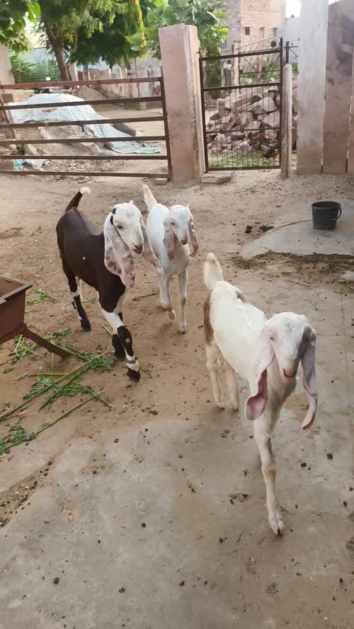 Jamunapari Goat J0275 in  RAJASTHAN