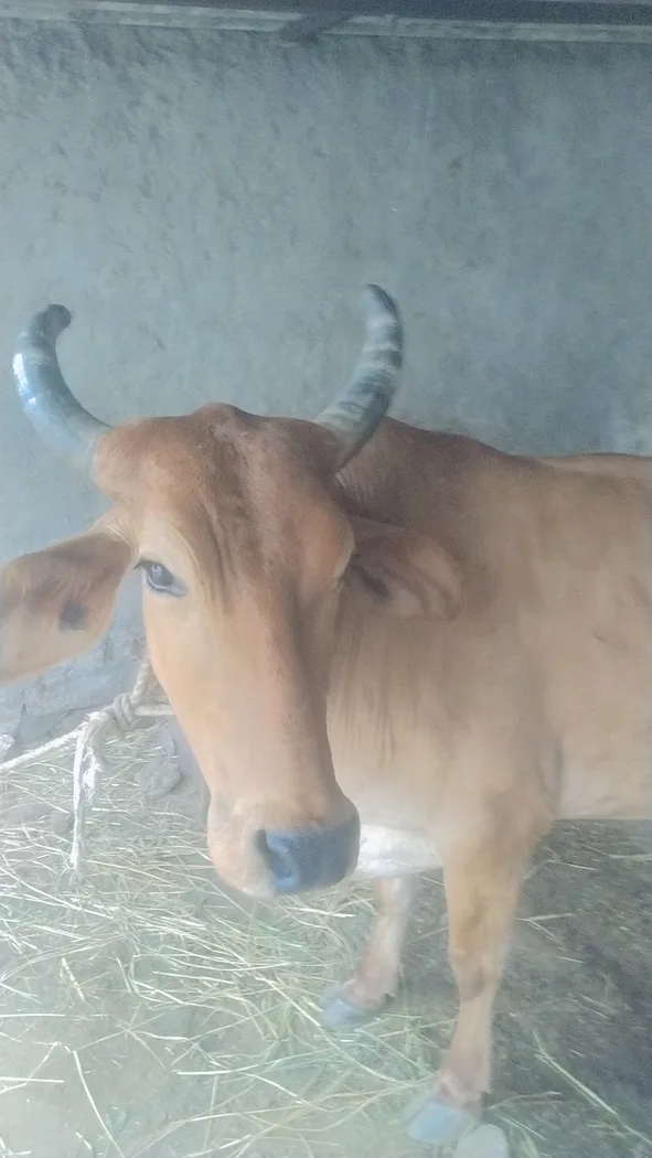 Others Cow in  RAJASTHAN